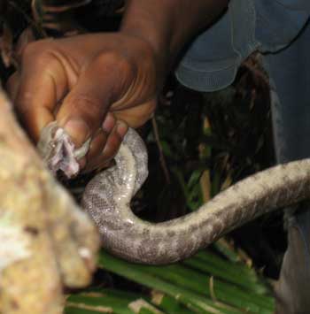 Boa Constrictor