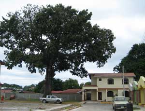 Ceiba-tr&aelig;et ved vores hus